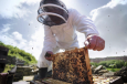 Обучение киргизских пчеловодов обошлось британской казне в 150 000 фунтов