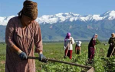 Сельское хозяйство в Центральной Азии: как реализовать потенциал? 