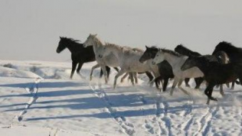 В Казахстане выведена уникальная порода лошадей	