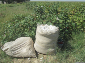 На бывших хлопковых полях западного Туркменистана будут выращивать сахарную свеклу
