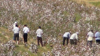 Как на самом деле в Узбекистане выращивают хлопок