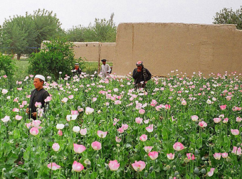 Афганистан: Площадь плантаций опиумного мака бьет рекорды
