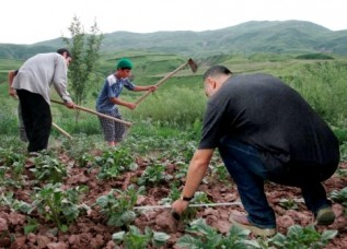 Реформа-2: Крестьяне Таджикистана становятся хозяевами земли