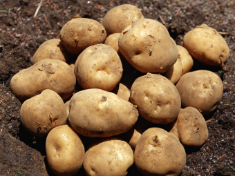 Таджикистан накануне картофельного кризиса