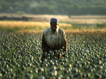 Рекордный урожай опийного мака вырастили в Афганистане в 2014 году