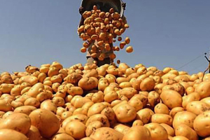 Российские компании отказались выкупать таджикский лук и картофель 