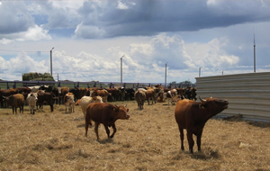 Казахстан планирует экспортировать в Китай около 240 тыс голов скота