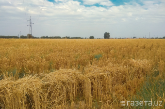 В Узбекистане за низкий урожай зерна могут изъять землю