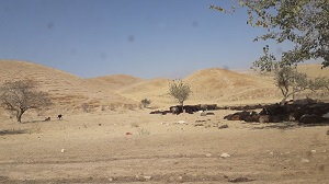 Опустынивание – серьезный вызов для Таджикистанa