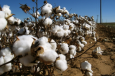 Несмотря на отказ мировых брендов от туркменского текстиля, Туркмения увеличивает объемы сбора хлопка