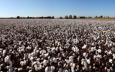 Как Китай захватывает хлопковый рынок Таджикистана