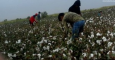 Педагогов Туркменабада начали отправлять на хлопок