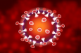 В Китае ученые открыли антитело, нейтрализующее все штаммы коронавируса