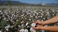 Фермеры - в оковах кластеров. В хлопковом секторе Узбекистана остаются значительные риски