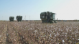 Хлопководство Казахстана и Россия: что мешает экспорту «белого золота»?