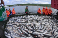 Китай поглощает львиную часть российского рыбного экспорта