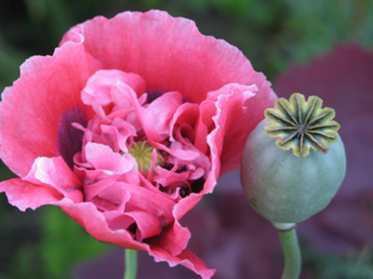 Почему так сложно покончить с незаконным оборотом наркотиков в Центральной Азии?