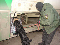 С 1 марта в Туркмении начинается антинаркотическая операция Гокнар-2013 