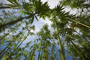 Когда в Чуйской долине закончится шайтан-трава?