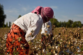 Узбекский хлопок: Принуждение, шантаж и вымогательство