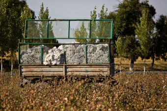 В Узбекистане собрались механизировать сбор хлопка