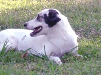 Туркменистан. Дог-хантеры от власти