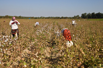 Узбекским фермерам запретили совершать суицид из-за хлопка