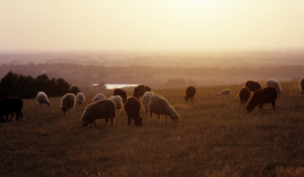 Кыргызстан: Пастбища как национальная идея