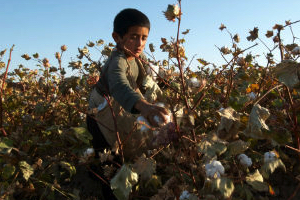 Мебельного гиганта IKEA призвали отказаться от туркменского хлопка