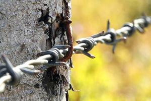 «Боже упаси от войны» — Киргизия в зеркале СМИ 