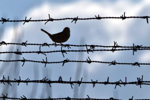 Президент Туркменистана подписал указ о помиловании