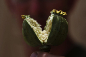 В Таджикистане стартует антинаркотическая операция “Мак-2016”