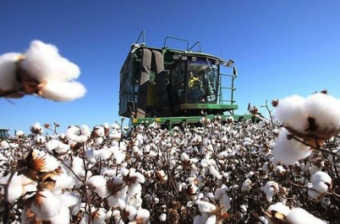 Узбекистан полностью отказывается от ручной уборки хлопка