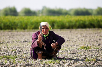 Фермеры и… учителя Узбекистана, даешь овощи и фрукты России!