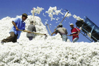 В Узбекистане возьмут под контроль весь процесс выращивания и доставки хлопка
