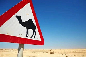 В Казахстане в ДТП с верблюдом погибли пять человек