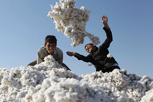 Узбекистан: Милиция заставляет бездомных собирать хлопок