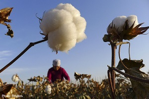 Узбекистан планирует свести экспорт хлопка до минимума к 2020 году