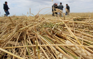 Россия и Иран теряют интерес к казахстанской пшенице 