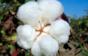 Узбекистан отказался от экспорта хлопковолокна