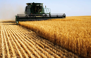 ФАО вложит в сельское хозяйство Кыргызстана $50 млн