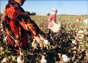 Коммунистический тупик. О том, как реформировать хлопковый сектор Узбекистана