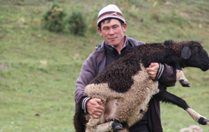 Почему арабские страны перестали покупать кыргызское мясо