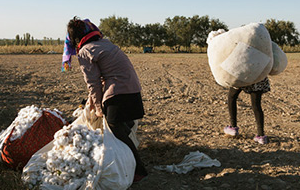 Свободный выбор между оброком и барщиной. Выпущен доклад о принудительном сборе хлопка в Узбекистане
