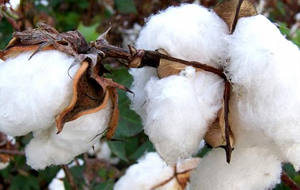 США запретили ввоз хлопка из Туркмении