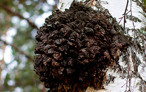 Чага высшего уровня. Как российский гриб по киргизским документам в Китай продавали