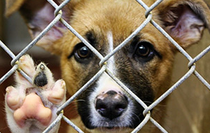 Человек собаке враг? Как в Узбекистане решают проблему бездомных животных