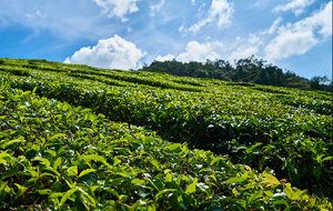 В Узбекистане производство чая приобретет промышленный масштаб