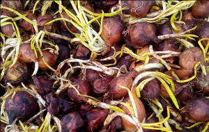 Горе луковое. В Узбекистане за «хищения» арестованы руководители крупнейших базаров