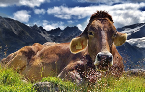 Почему сельское хозяйство в Казахстане неэффективно?